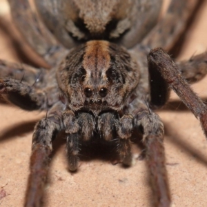 Venatrix pictiventris at Evatt, ACT - 19 Aug 2020