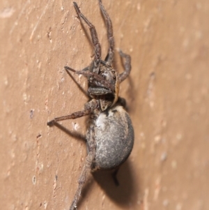 Venatrix pictiventris at Evatt, ACT - 19 Aug 2020