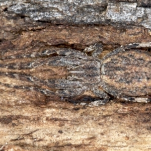 Stephanopis sp. (genus) at Majura, ACT - 24 Aug 2020