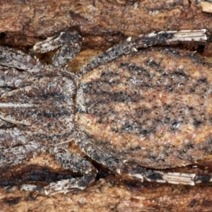 Stephanopis sp. (genus) at Majura, ACT - 24 Aug 2020