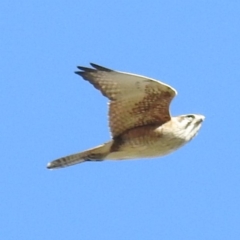 Falco berigora (Brown Falcon) at Tuggeranong DC, ACT - 24 Aug 2020 by HelenCross
