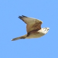 Falco berigora (Brown Falcon) at Cooleman Ridge - 24 Aug 2020 by HelenCross