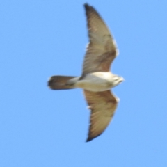 Falco berigora at Tuggeranong DC, ACT - 24 Aug 2020