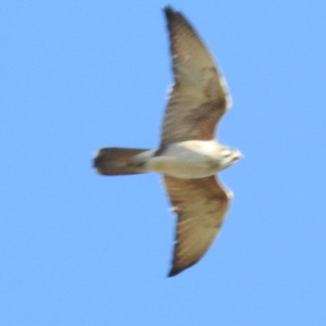 Falco berigora at Tuggeranong DC, ACT - 24 Aug 2020 03:40 PM