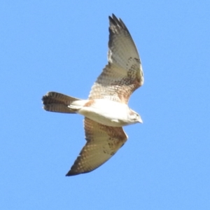 Falco berigora at Tuggeranong DC, ACT - 24 Aug 2020 03:40 PM