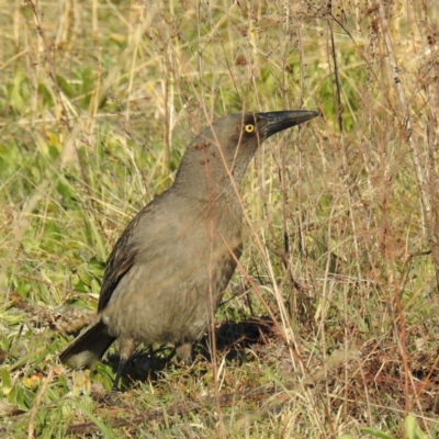 Strepera versicolor (Grey Currawong) at Lions Youth Haven - Westwood Farm - 24 Aug 2020 by HelenCross