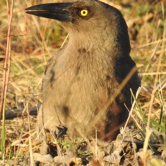 Strepera versicolor at Tuggeranong DC, ACT - 24 Aug 2020