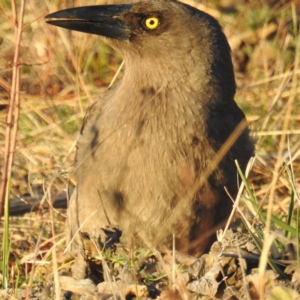 Strepera versicolor at Tuggeranong DC, ACT - 24 Aug 2020