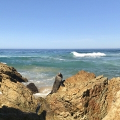 Unidentified Seal (TBC) at Mimosa Rocks National Park - 1 Sep 2019 by Rose