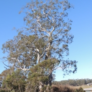 Eucalyptus viminalis at Cathcart, NSW - 20 Jul 2020