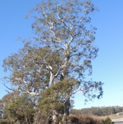 Eucalyptus viminalis (Ribbon Gum) at Cathcart, NSW - 20 Jul 2020 by michaelb