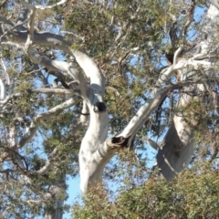 Eucalyptus viminalis at Cathcart, NSW - 20 Jul 2020