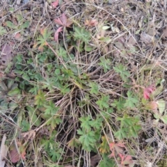 Geranium sp. Pleated sepals (D.E.Albrecht 4707) Vic. Herbarium (Naked Crane's-bill) at Bombala, NSW - 21 Jul 2020 by MichaelBedingfield