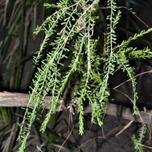 Triplarina nowraensis at Mundamia, NSW - 24 Aug 2020