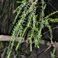 Triplarina nowraensis (Nowra Heath Myrtle) at Mundamia, NSW - 24 Aug 2020 by plants