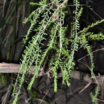 Triplarina nowraensis (Nowra Heath Myrtle) at Bamarang Nature Reserve - 24 Aug 2020 by plants