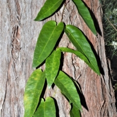 Parsonsia straminea (Common Silkpod) at Mundamia, NSW - 24 Aug 2020 by plants