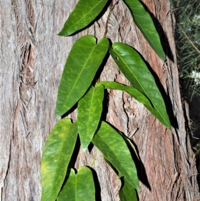 Parsonsia straminea (Common Silkpod) at Bamarang Nature Reserve - 24 Aug 2020 by plants