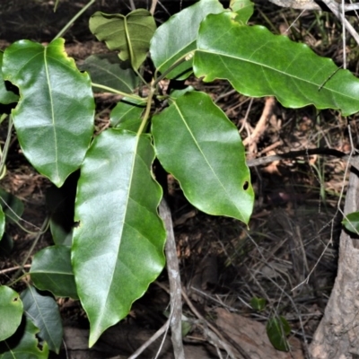 Leichhardtia rostrata (Milk Vine) at Mundamia, NSW - 24 Aug 2020 by plants