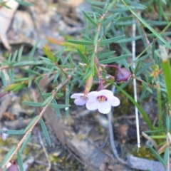 Euryomyrtus ramosissima (Rosy Baeckea) at Mundamia, NSW - 24 Aug 2020 by plants