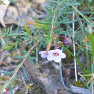 Euryomyrtus ramosissima at Mundamia, NSW - 24 Aug 2020