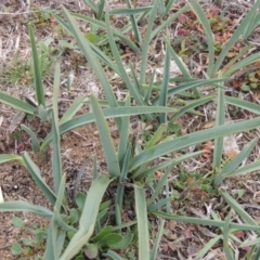 Dianella sp. aff. longifolia (Benambra) (Pale Flax Lily, Blue Flax Lily) at Bombala, NSW - 21 Jul 2020 by michaelb