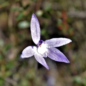 Glossodia major at Bamarang, NSW - 24 Aug 2020