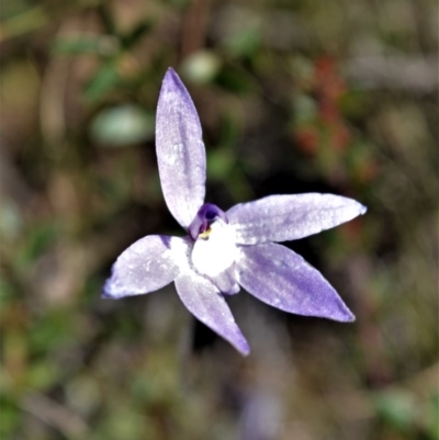 Glossodia major (Wax Lip Orchid) at Bamarang, NSW - 24 Aug 2020 by plants