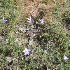 Glossodia major at Bamarang, NSW - suppressed