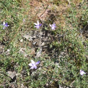 Glossodia major at Bamarang, NSW - 24 Aug 2020