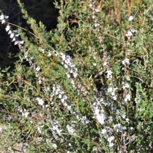 Epacris microphylla at Bamarang, NSW - 24 Aug 2020