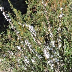 Epacris microphylla (Coral Heath) at Bamarang, NSW - 24 Aug 2020 by plants