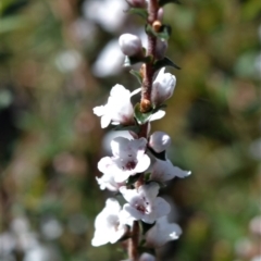 Epacris microphylla at Bamarang, NSW - 24 Aug 2020 11:32 PM