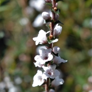 Epacris microphylla at Bamarang, NSW - 24 Aug 2020 11:32 PM