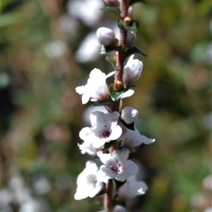 Epacris microphylla at Bamarang, NSW - 24 Aug 2020