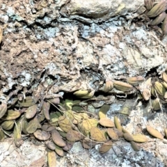 Dockrillia linguiformis (Thumb-nail Orchid) at Bamarang Nature Reserve - 24 Aug 2020 by plants
