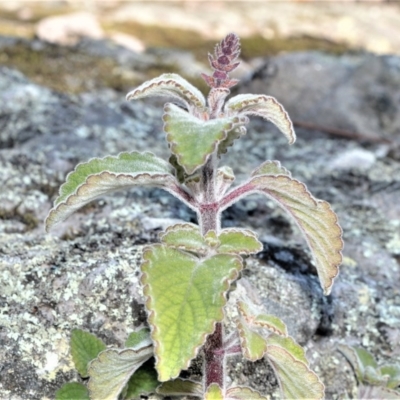 Plectranthus graveolens (Bush Basil) at Bamarang Nature Reserve - 24 Aug 2020 by plants