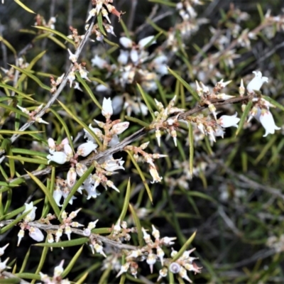 Lissanthe strigosa subsp. subulata (Peach Heath) at Bamarang Nature Reserve - 24 Aug 2020 by plants