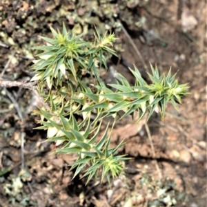 Melichrus urceolatus at Bamarang, NSW - 25 Aug 2020
