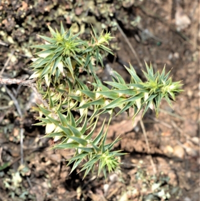 Melichrus urceolatus (Urn Heath) at Bamarang, NSW - 24 Aug 2020 by plants
