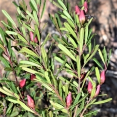 Crowea exalata (Crowea) at Bamarang, NSW - 24 Aug 2020 by plants