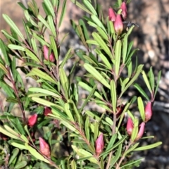 Crowea exalata (Crowea) at Bamarang Nature Reserve - 24 Aug 2020 by plants