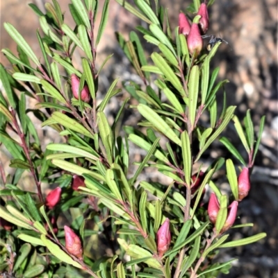 Crowea exalata (Crowea) at Bamarang Nature Reserve - 24 Aug 2020 by plants