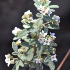 Zieria cytisoides (Downy Zieria) at Bamarang, NSW - 24 Aug 2020 by plants