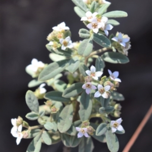 Zieria cytisoides at Bamarang, NSW - 25 Aug 2020