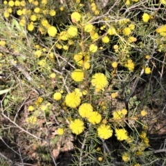 Acacia brownii (Heath Wattle) at Bamarang, NSW - 25 Aug 2020 by plants