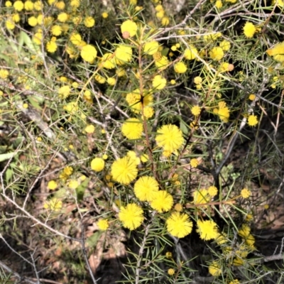 Acacia brownii (Heath Wattle) at Bamarang, NSW - 24 Aug 2020 by plants