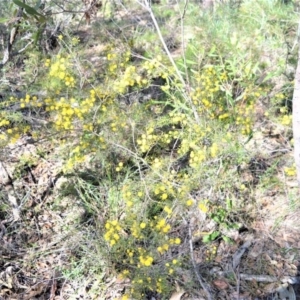 Acacia brownii at Bamarang, NSW - 25 Aug 2020