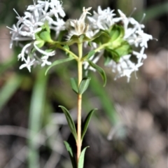 Pimelea linifolia (Slender Rice Flower) at Bamarang Nature Reserve - 24 Aug 2020 by plants