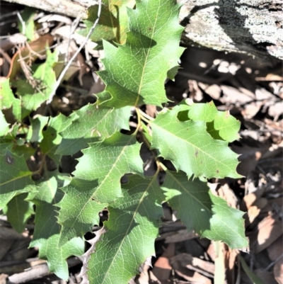 Lomatia ilicifolia (Holly Lomatia) at Bamarang, NSW - 24 Aug 2020 by plants